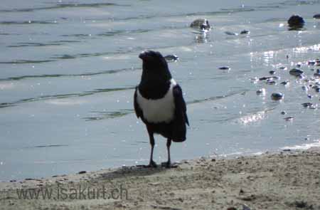 Corbeau pie Corbeau pie