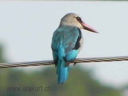 Martin-chasseur du Sénégal Martin-chasseur du Sénégal