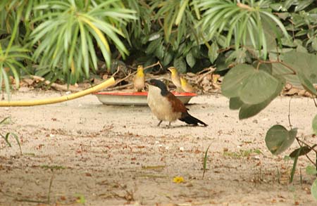 Coucal Coucal