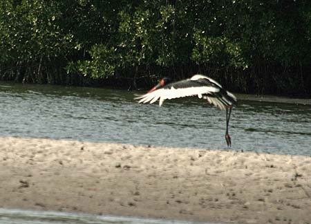 Jabiru Jabiru