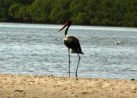 Jabiru Jabiru