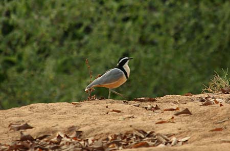 Pluvian d'Egypte Pluvian d'Egypte