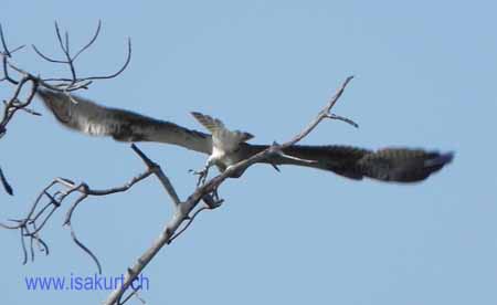 Balbuzard Balbuzard