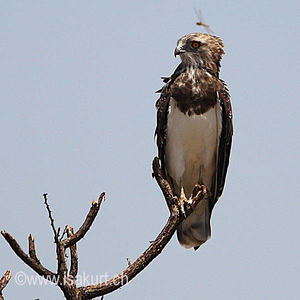 Circaète à poitrine noire Circaète à poitrine noire
