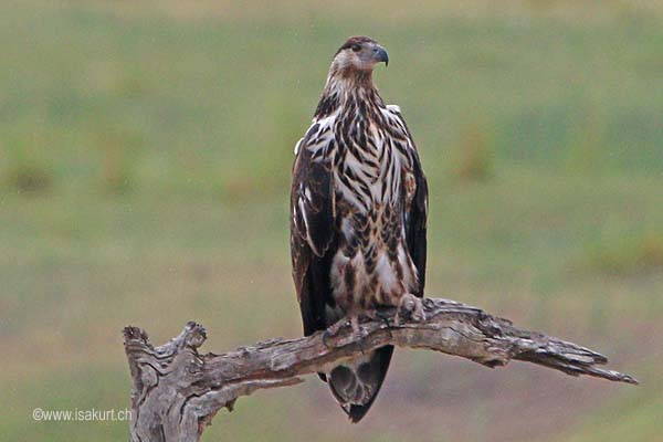 Pygargue vocifer Pygargue vocifer