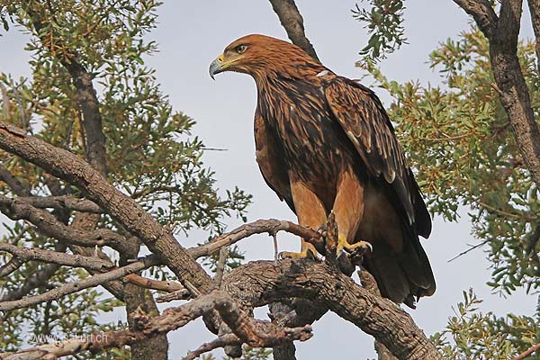 Aigle botté Aigle botté