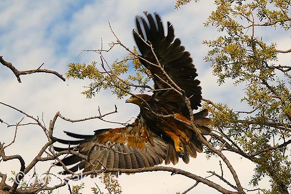 Aigle botté Aigle botté