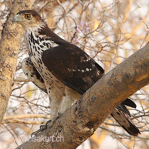 Aigle fascié Aigle fascié