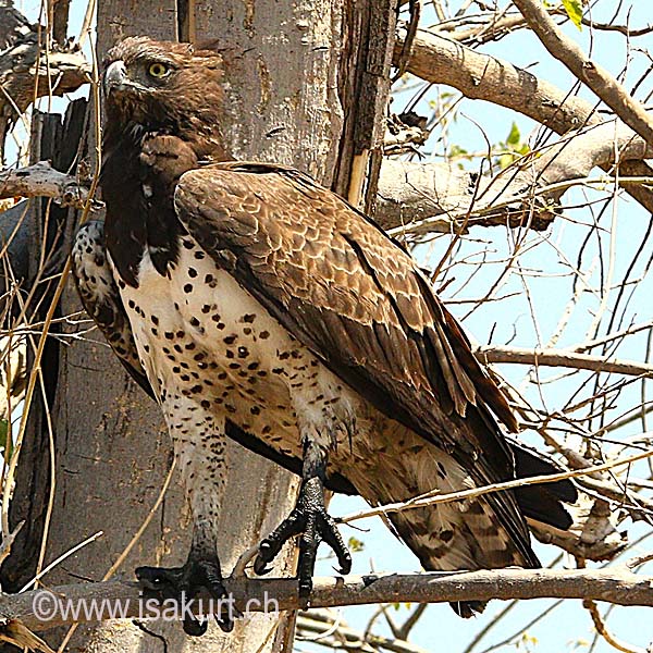 Aigle Martial Aigle Martial