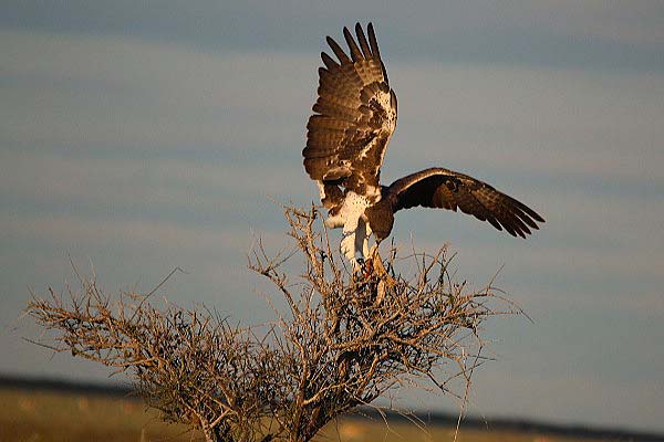 Aigle martial Aigle martial