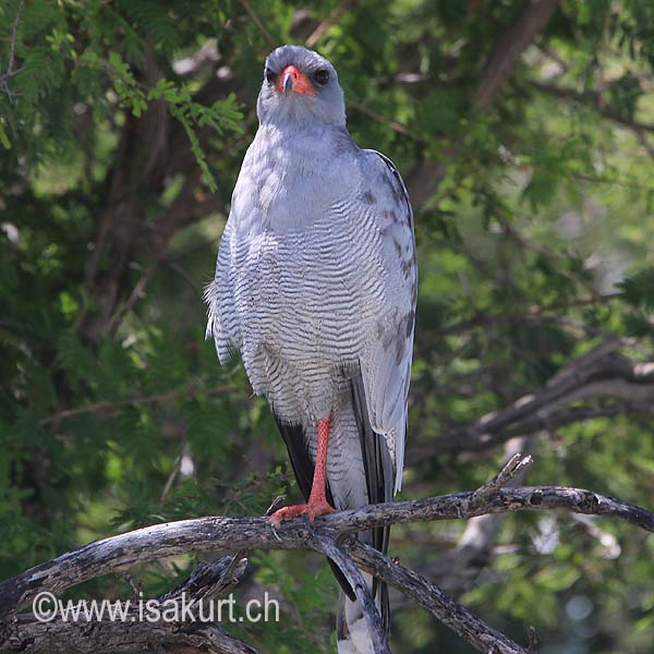 Autour chanteur Autour chanteur