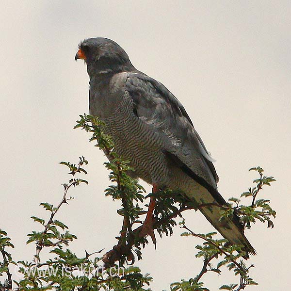 Autour sombre Autour sombre