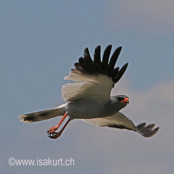 Autour chanteur Autour chanteur