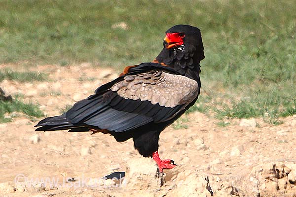 Bateleur des savannes Bateleur des savannes