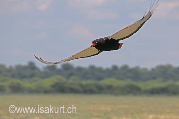 Bateleur des savannes