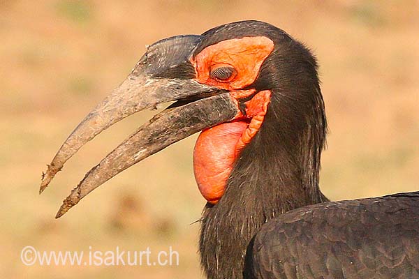 Bucorne du Sud Bucorne du Sud