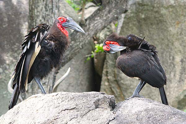 Bucorne du Sud Bucorne du Sud