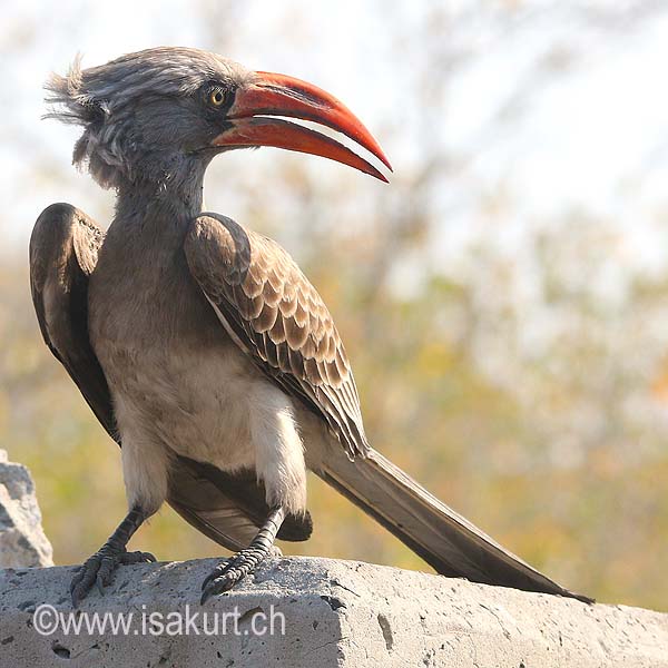 Calao de Bradfield Calao de Bradfield