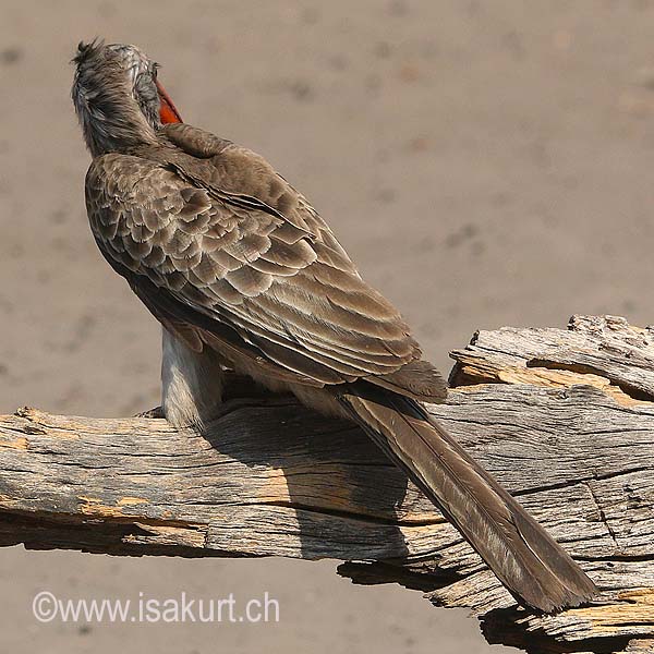 Calao de Bradfield Calao de Bradfield