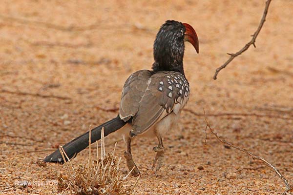 Calao de Monterio Calao de Monterio
