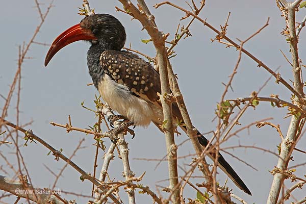 Calao de Monterio Calao de Monterio