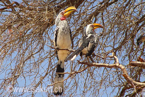 Calao leucomèle Calao leucomèle