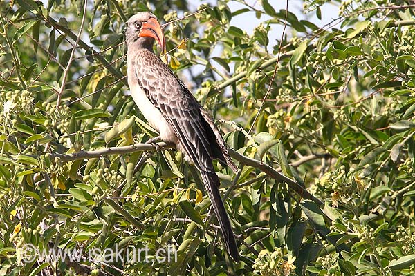 Calao d'Afrique du Sud Calao d'Afrique du Sud