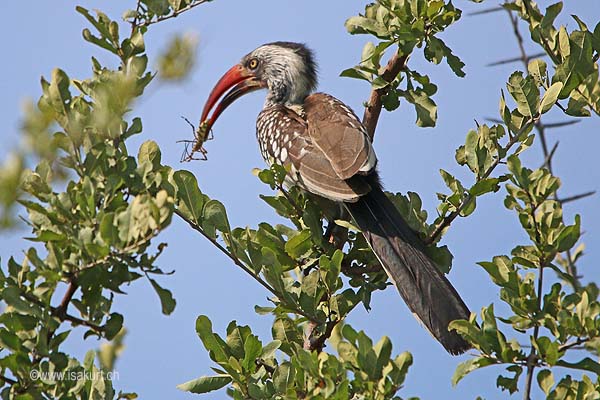 Calao d'Afrique du Sud Calao d'Afrique du Sud