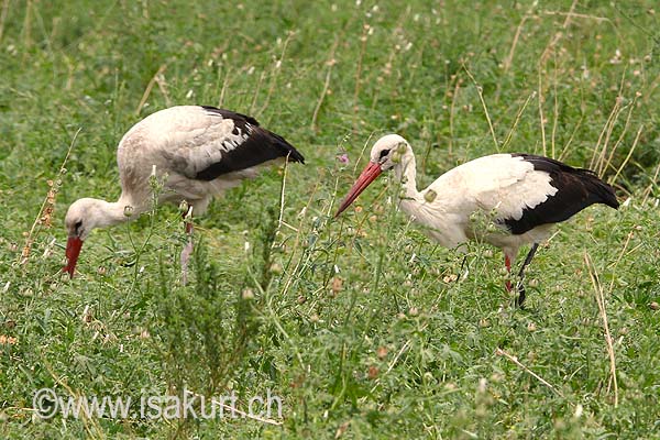 Cigogne blanche Cigogne blanche