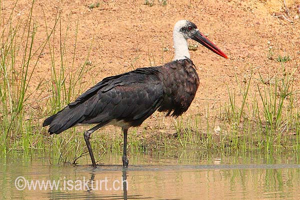 Cigogne à pattes noires Cigogne à pattes noires