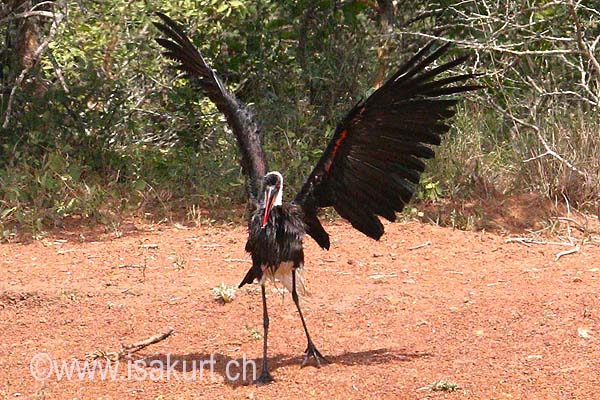 Cigogne � pattes noires