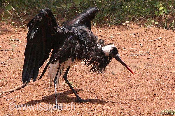 Cigogne à pattes noires Cigogne à pattes noires