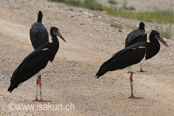 Cigogne d'Abdim Cigogne d'Abdim