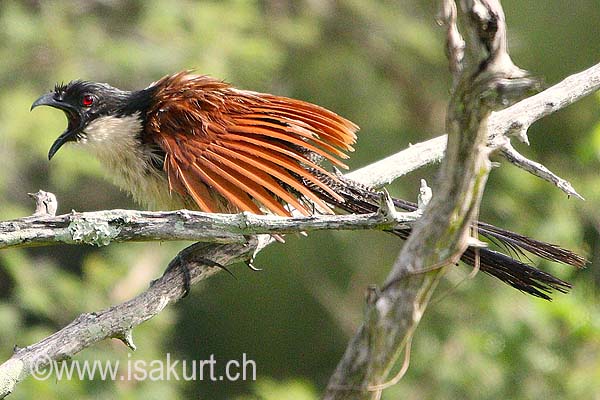 Coucal de Burchell Coucal de Burchell