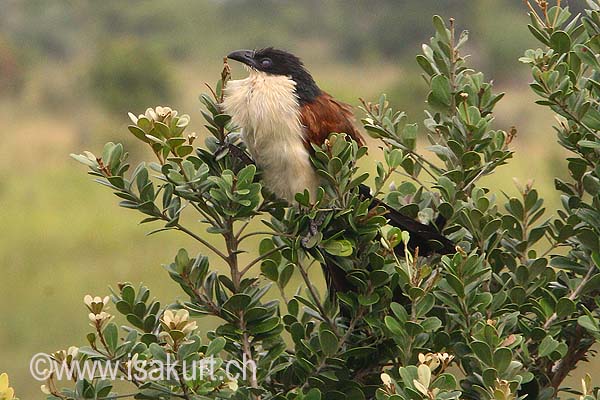 Coucal de Burchell