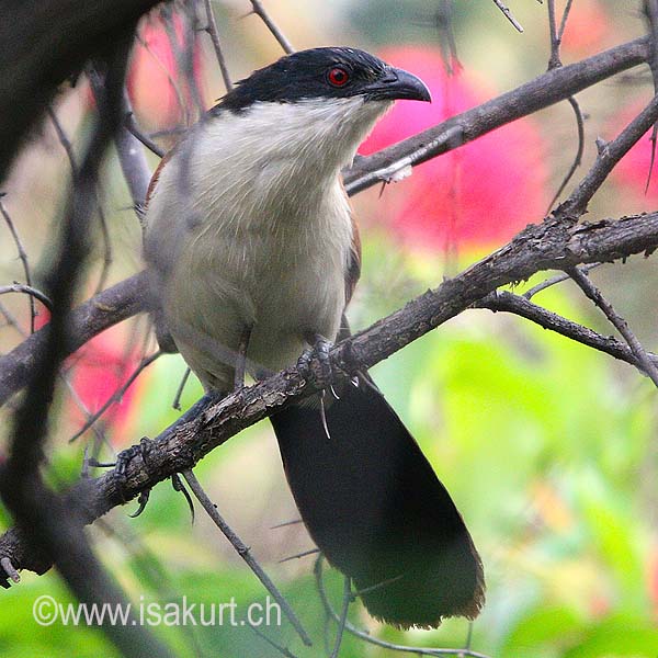 Coucal du s�n�gal
