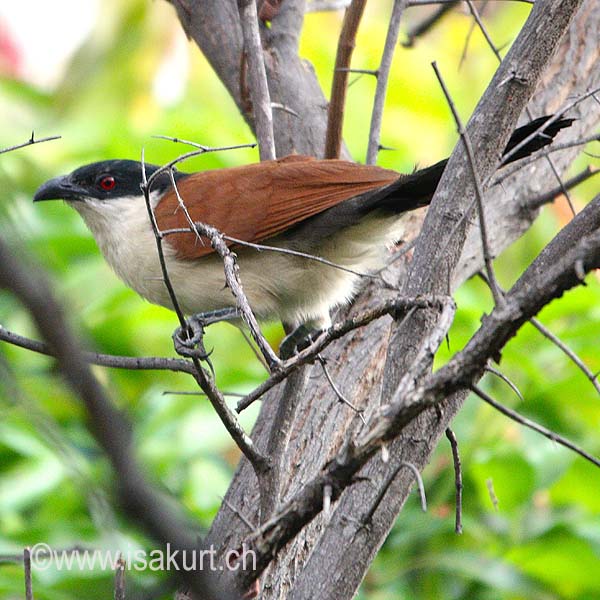 Coucal du sénégal Coucal du sénégal
