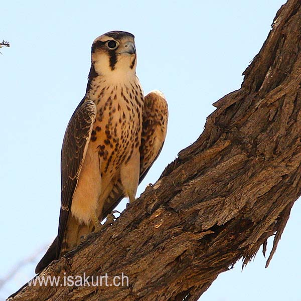 Faucon Lanier Faucon Lanier