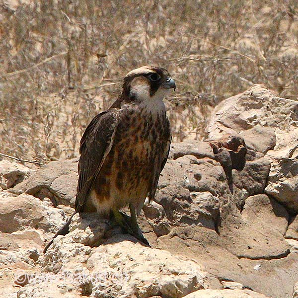 Faucon Lanier Faucon Lanier