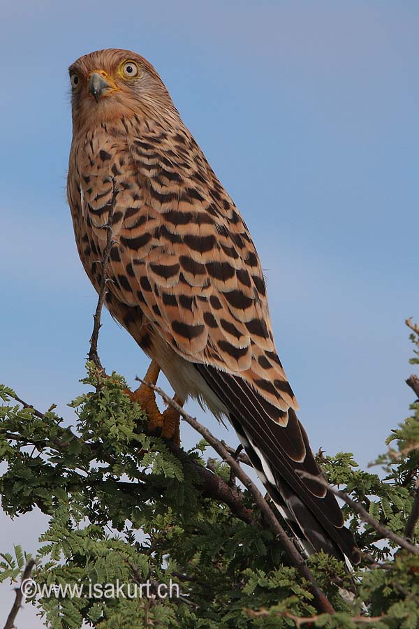 Faucon crécerelle Faucon crécerelle