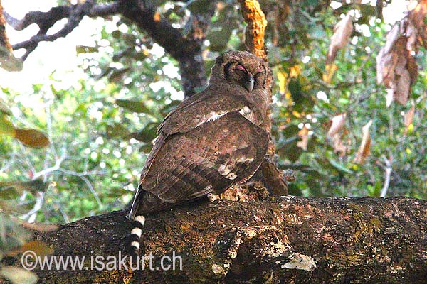 Grand-Duc de Verreaux Grand-Duc de Verreaux