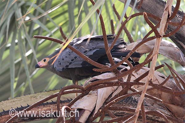 Gymnogène d'Afrique Gymnogène d'Afrique