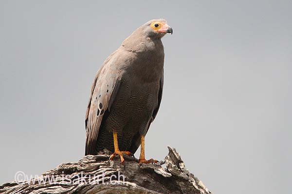 Gymnog�ne d'Afrique