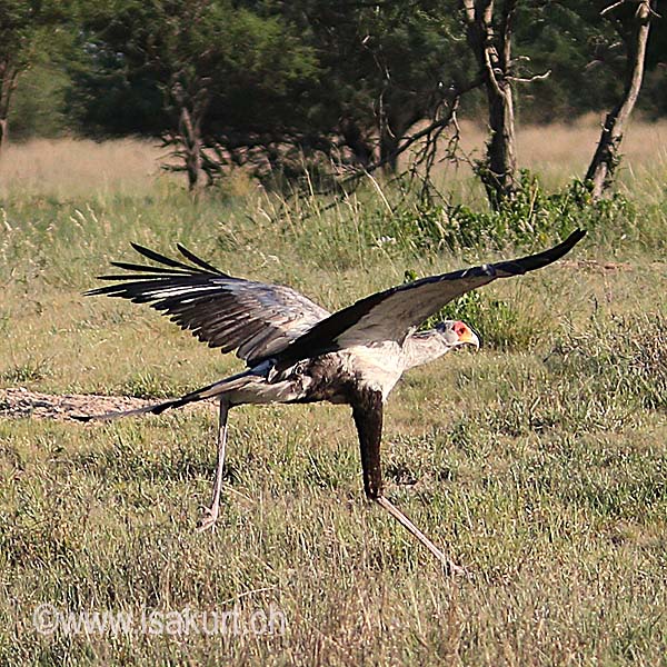 Messager sagittaire Messager sagittaire