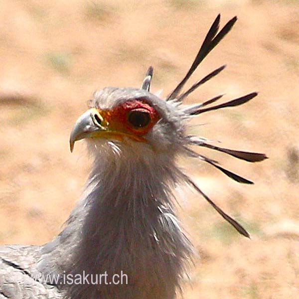 Messager sagittaire Messager sagittaire