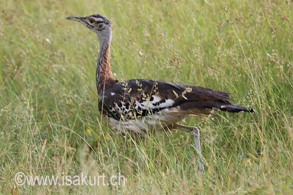 Outarde de Denham Outarde de Denham