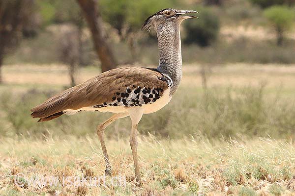 Outarde kori Outarde kori