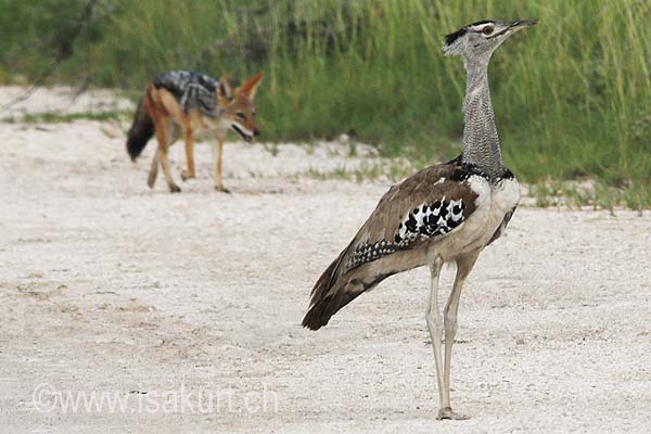 Outarde kori Outarde kori