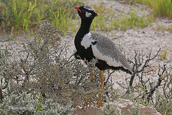 Outarde à miroir blanc Outarde à miroir blanc