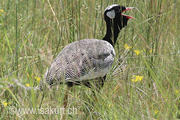 Outarde à miroir blanc Outarde à miroir blanc